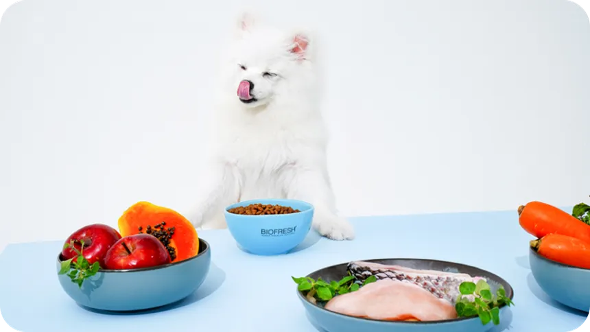 Cachorro diante de uma tigela Biofresh cercada de ingredientes frescos